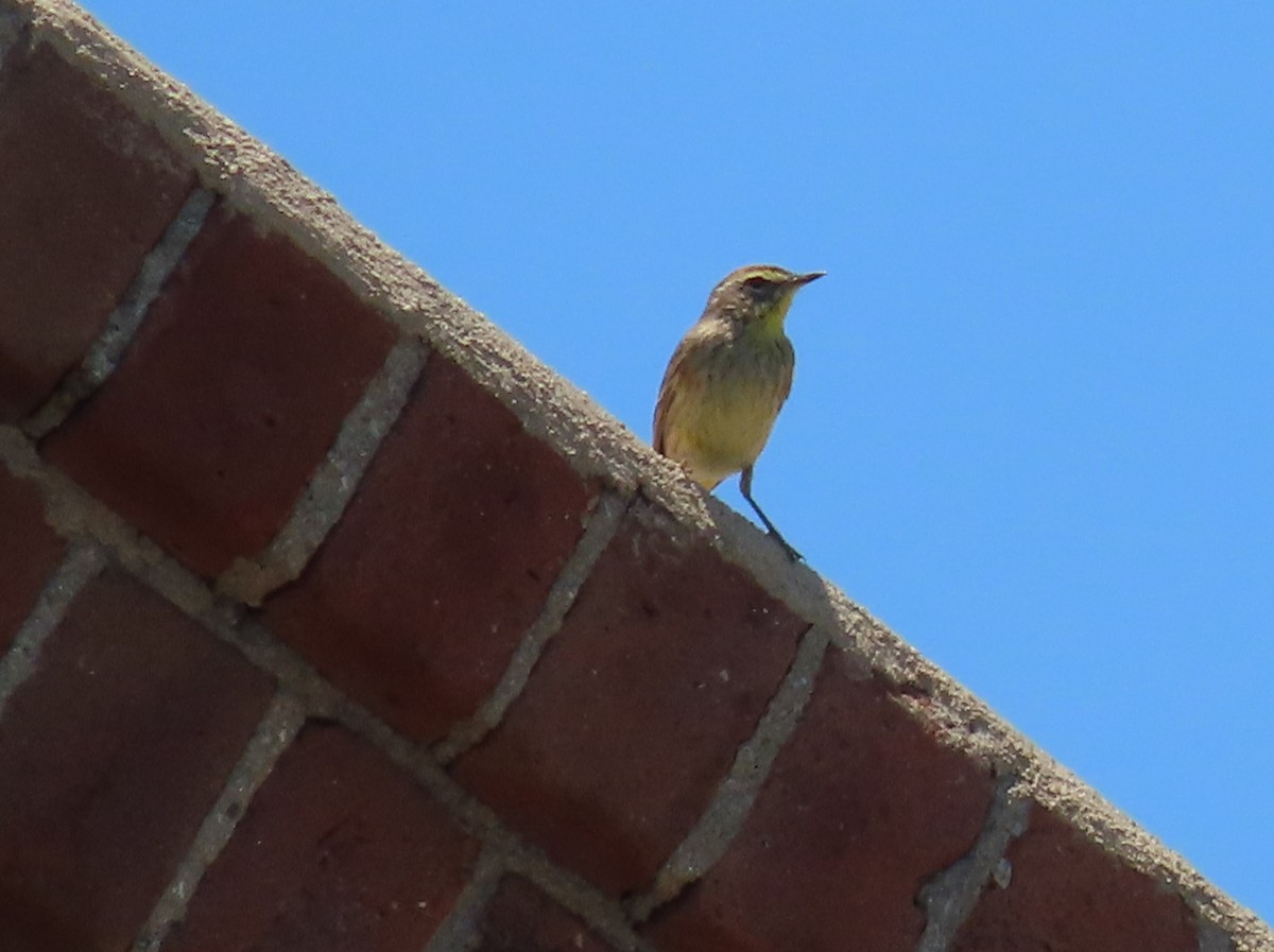 Palm Warbler (Western) - Pamela Hunt