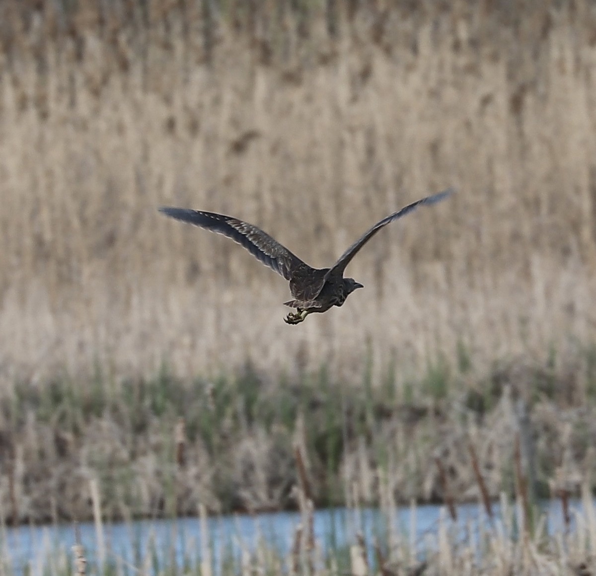 American Bittern - Marco Bouchard