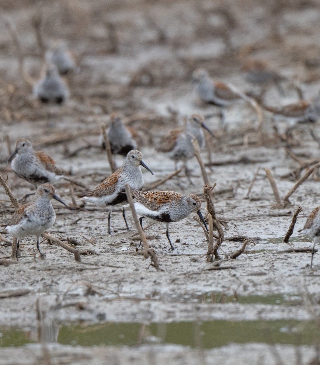 Dunlin - Marilyn White