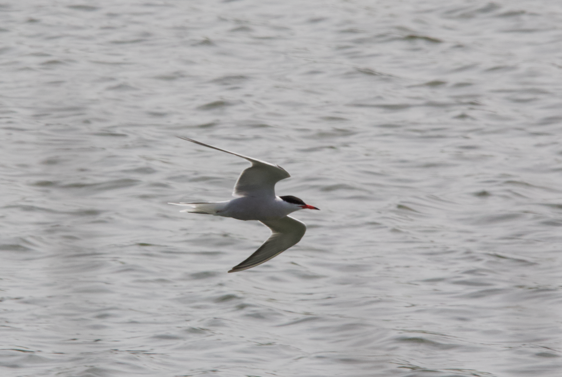 Common Tern - ML618827827