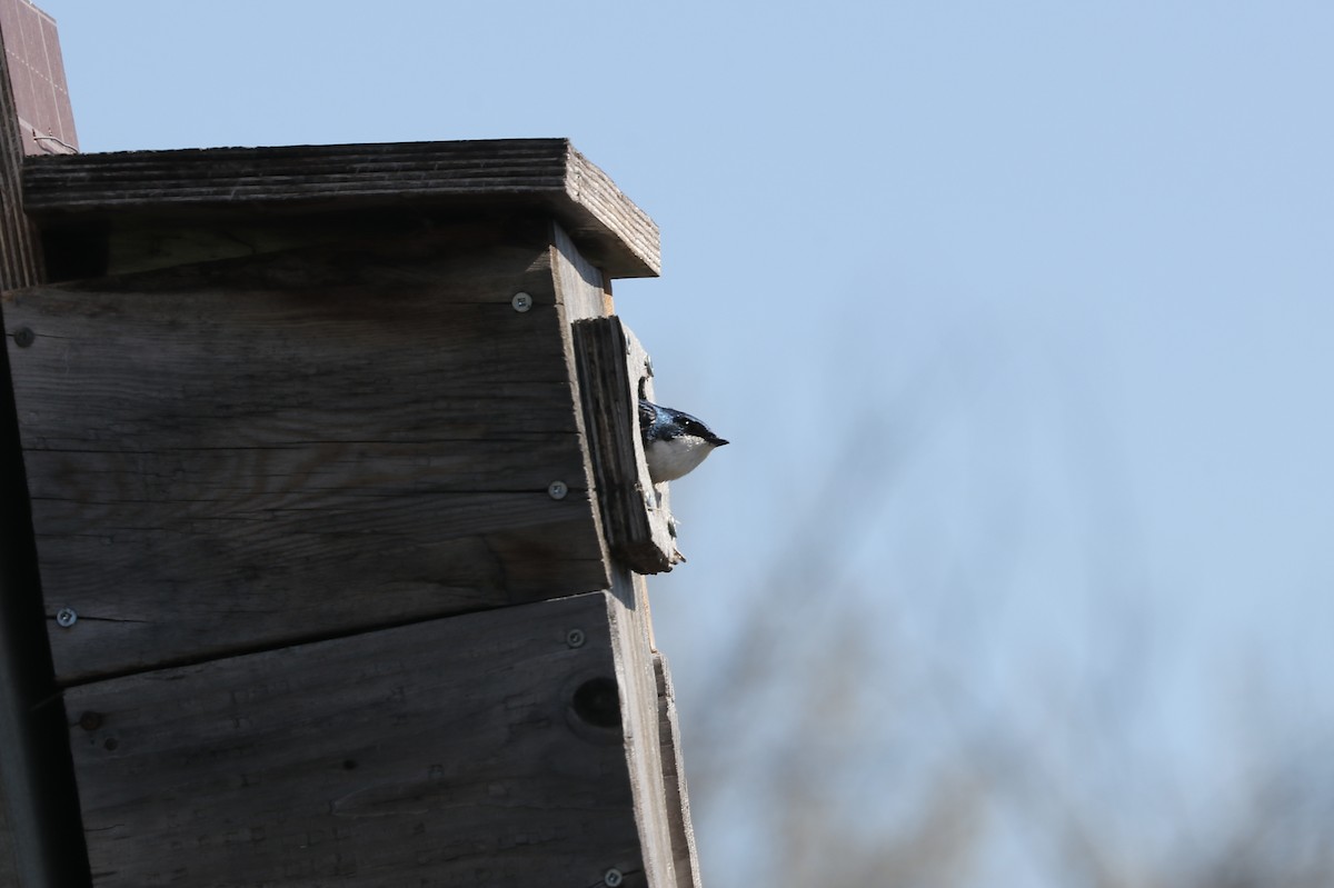 Tree Swallow - Marco Bouchard