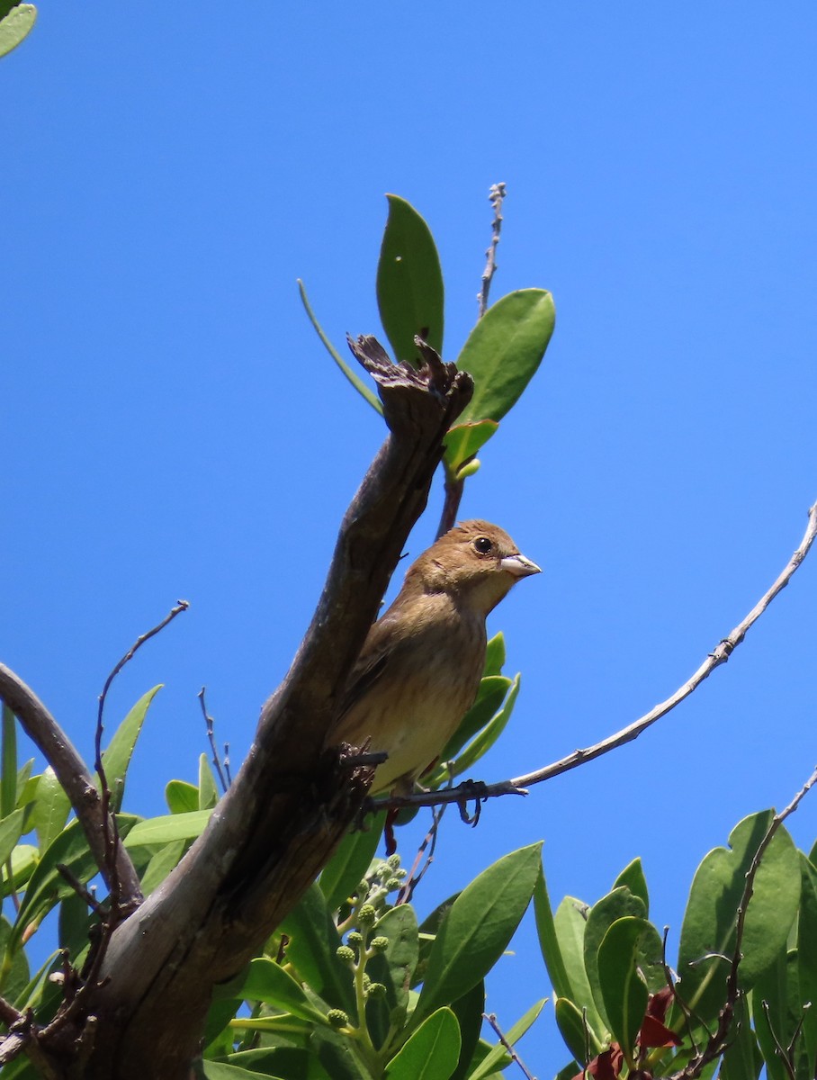 Indigo Bunting - Pamela Hunt