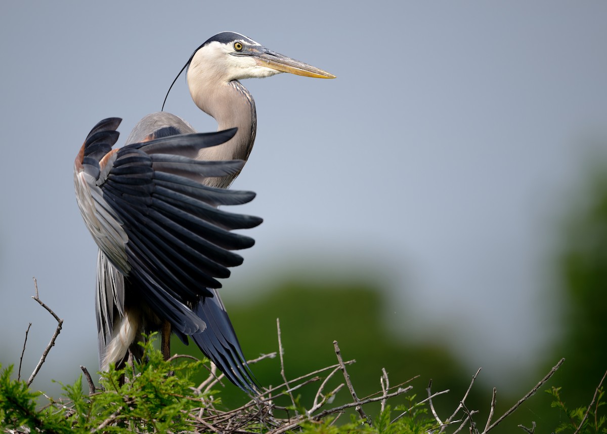 Great Blue Heron - KMJ Bird