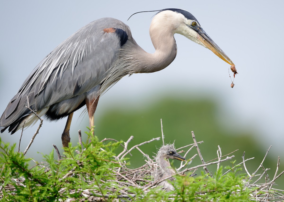 Great Blue Heron - KMJ Bird