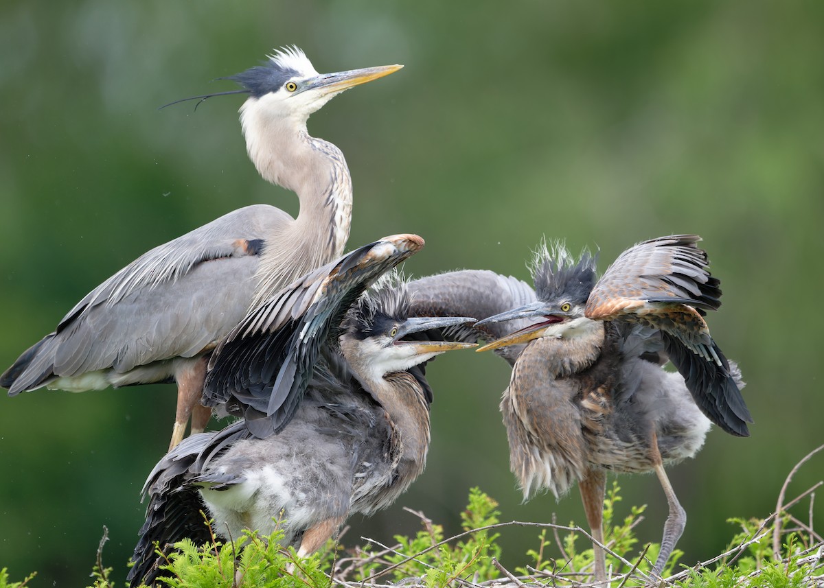 Great Blue Heron - KMJ Bird