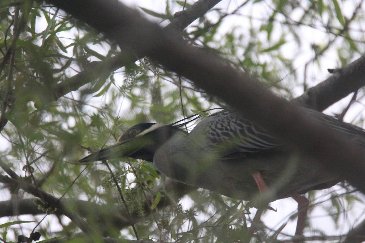 Yellow-crowned Night Heron - Jim Roberts