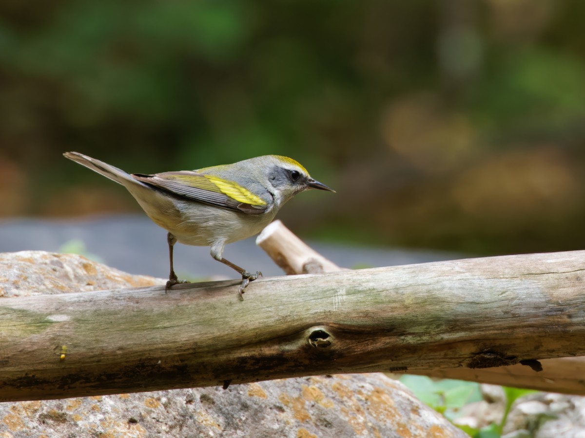 Golden-winged Warbler - Dina Perry