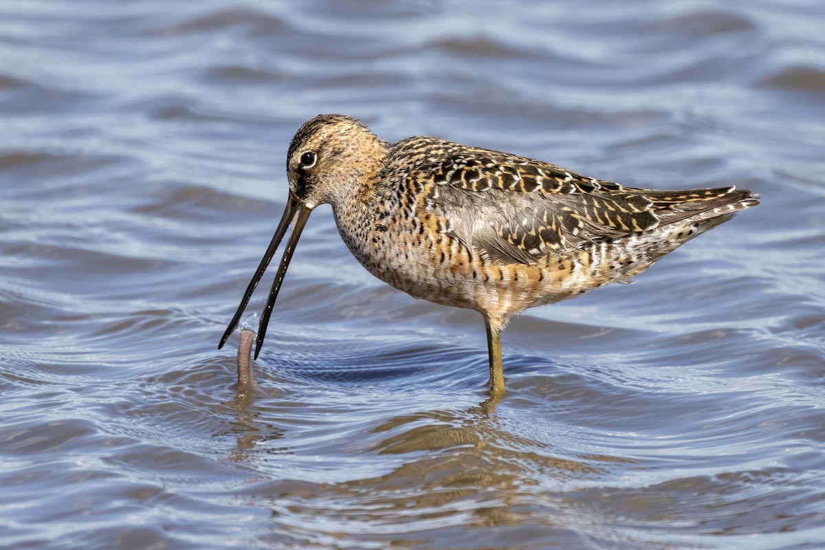 Long-billed Dowitcher - ML618827896