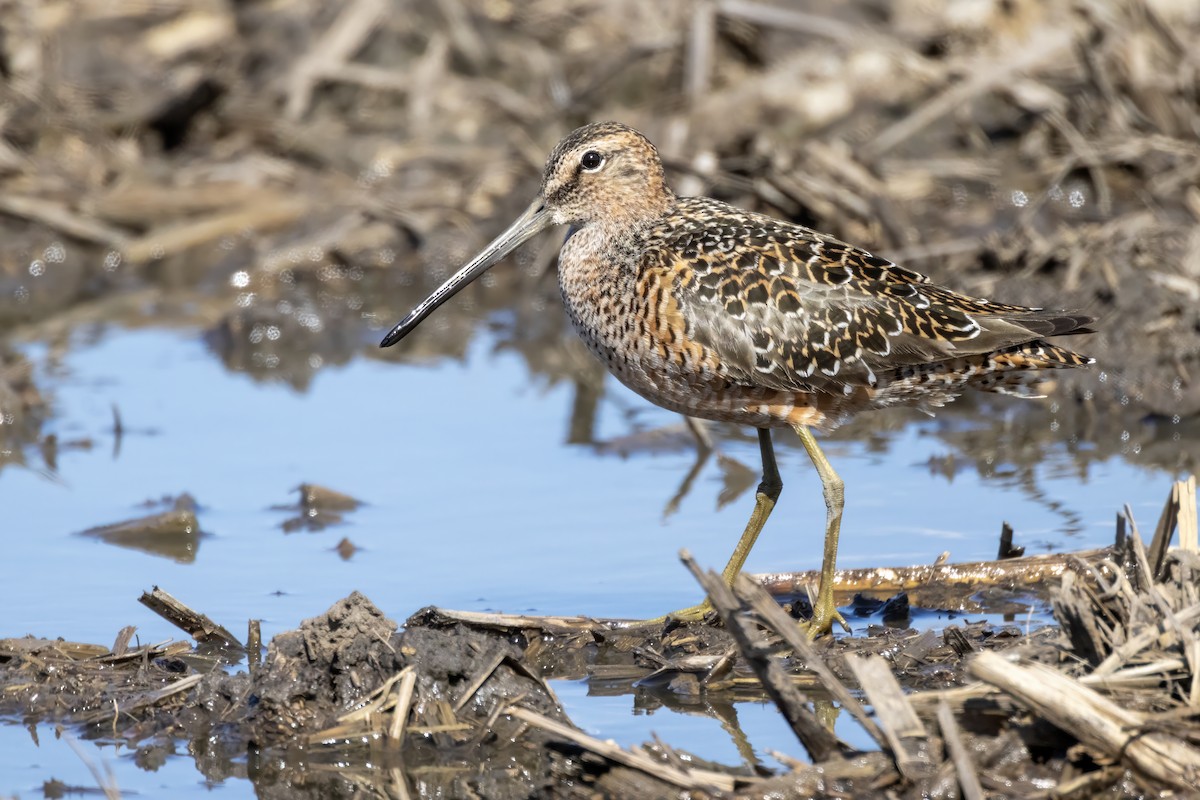 Long-billed Dowitcher - ML618827897