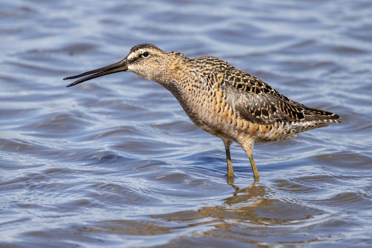 Long-billed Dowitcher - ML618827898