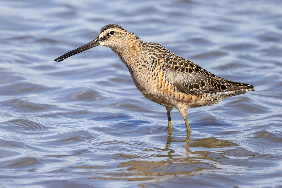 Long-billed Dowitcher - ML618827899