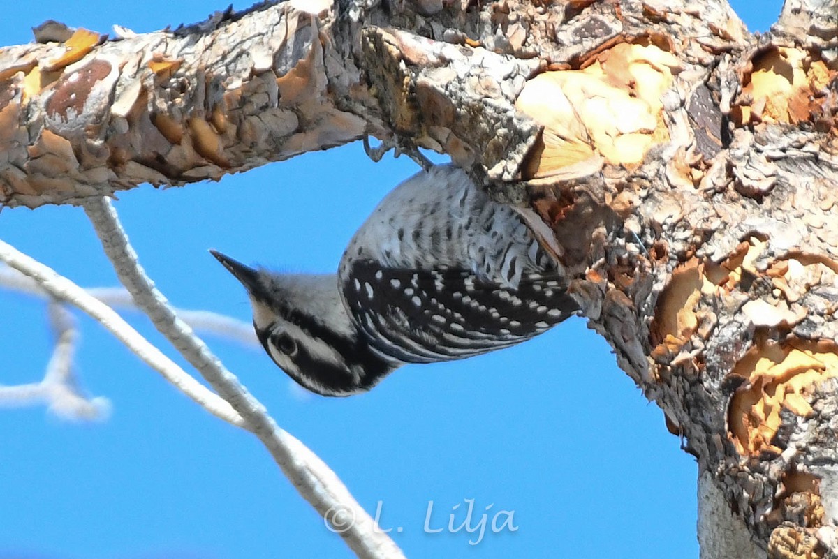 Nuttall's Woodpecker - Lorri Lilja