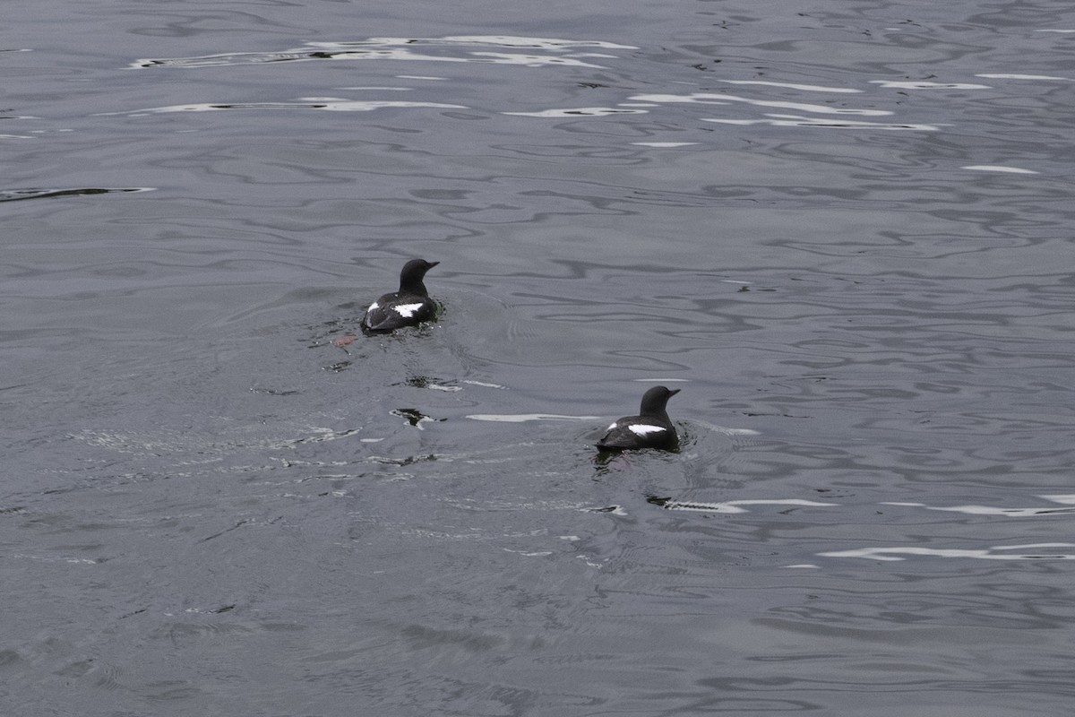 Black Guillemot - ML618827909