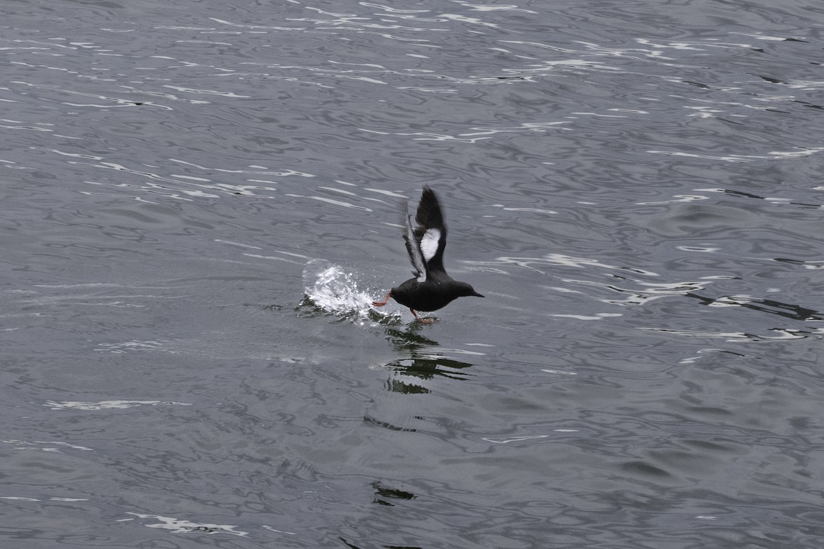 Black Guillemot - ML618827910