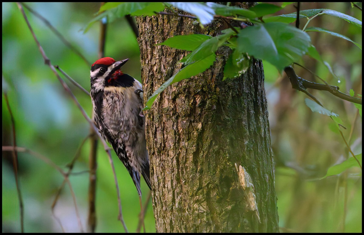 Yellow-bellied Sapsucker - Jim Emery