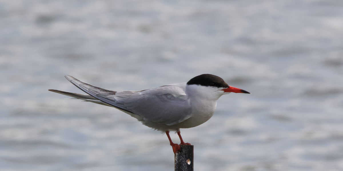 Common Tern - ML618827915