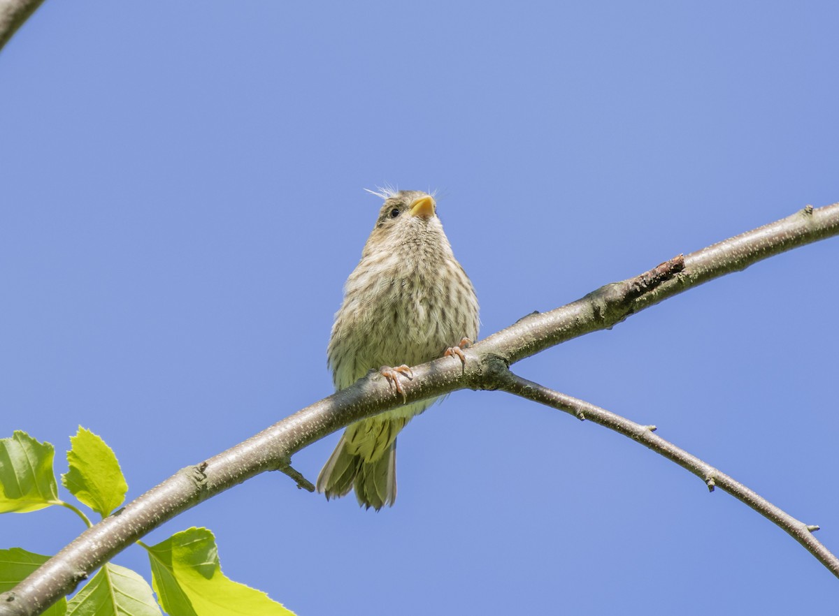 House Finch - Liz Pettit