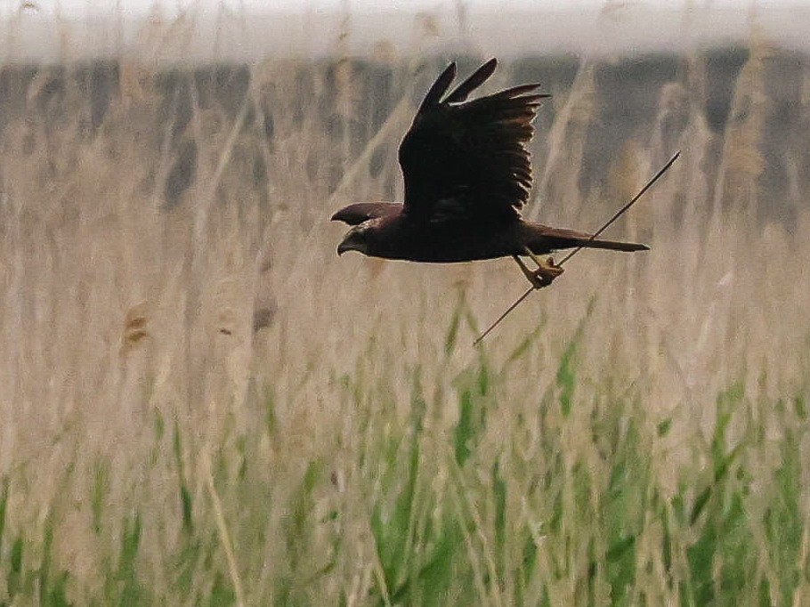 Western Marsh Harrier - Muammer Ülker