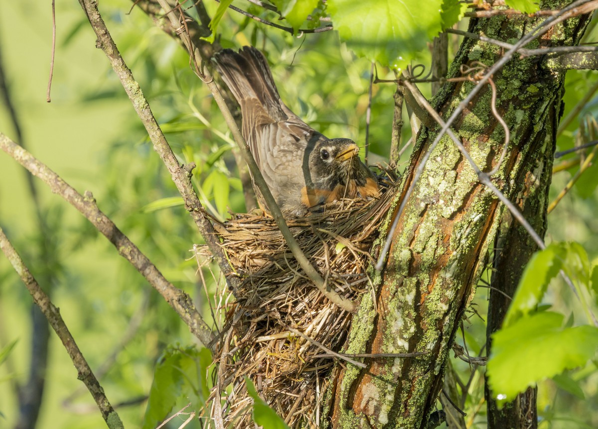 American Robin - Liz Pettit