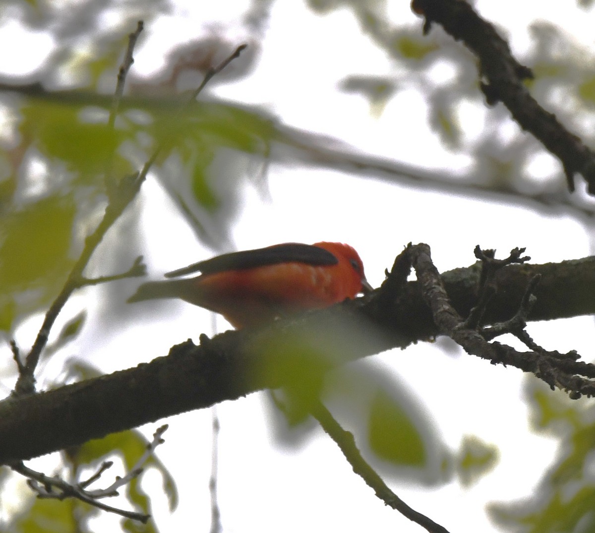 Scarlet Tanager - Steve Drake