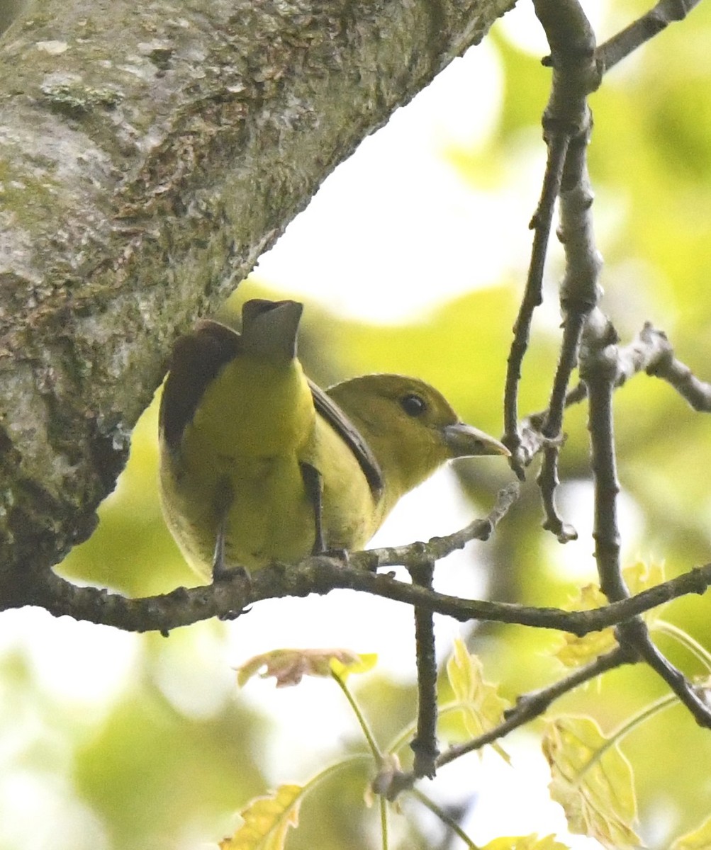 Scarlet Tanager - Steve Drake