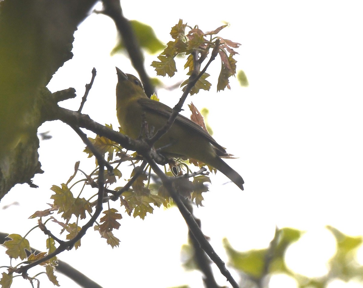 Scarlet Tanager - Steve Drake