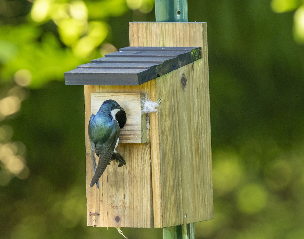 Tree Swallow - Liz Pettit