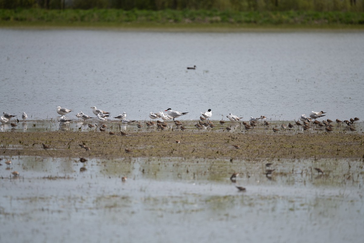 Dunlin - Marilyn White