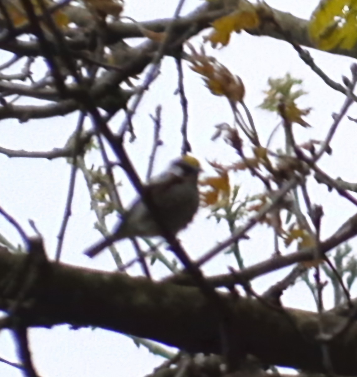 Chestnut-sided Warbler - Christoph Benning