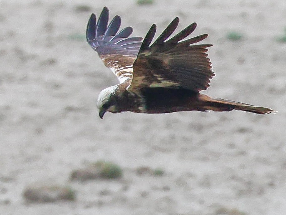 Western Marsh Harrier - Muammer Ülker