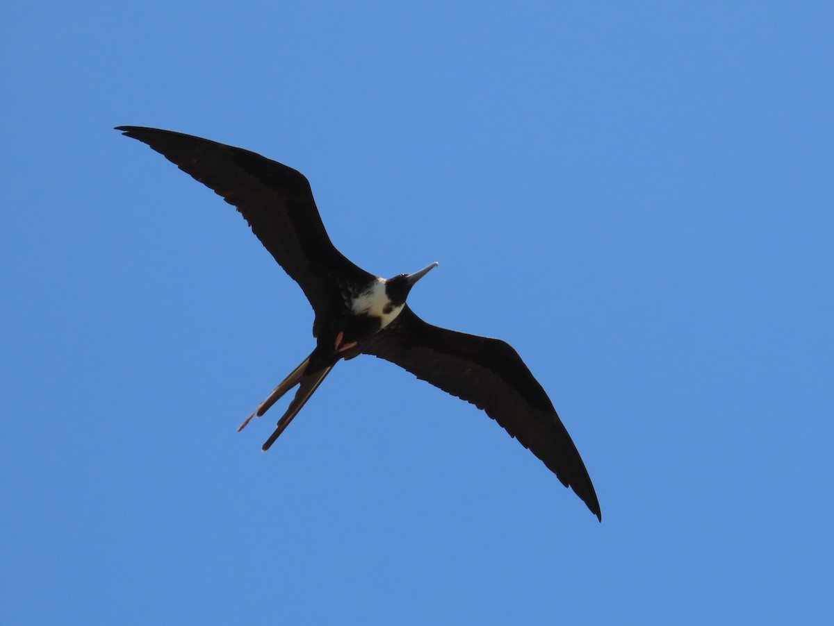 Magnificent Frigatebird - Pamela Hunt