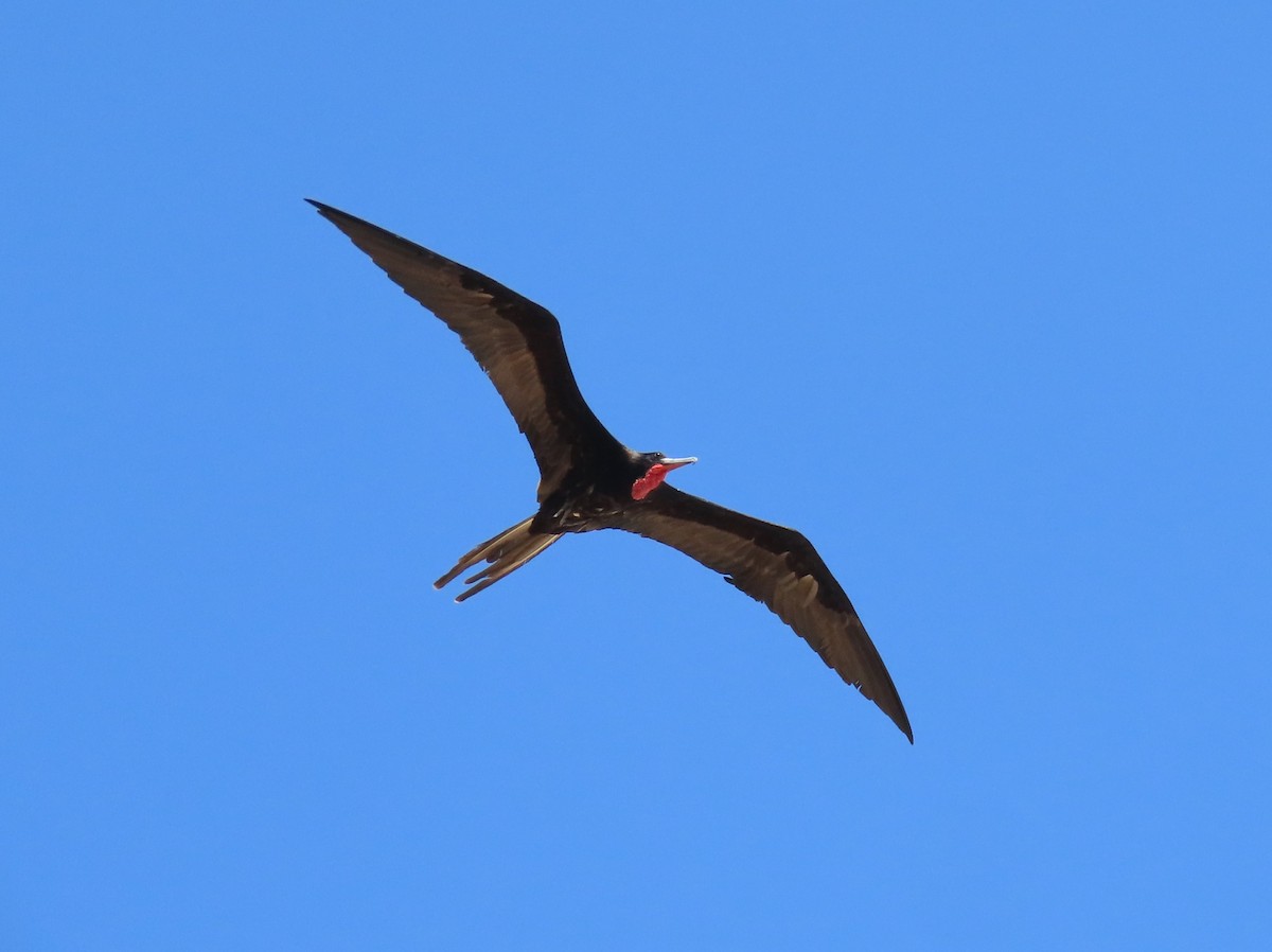 Magnificent Frigatebird - Pamela Hunt