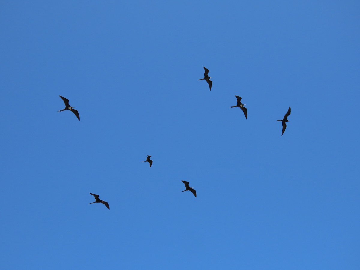 Magnificent Frigatebird - Pamela Hunt