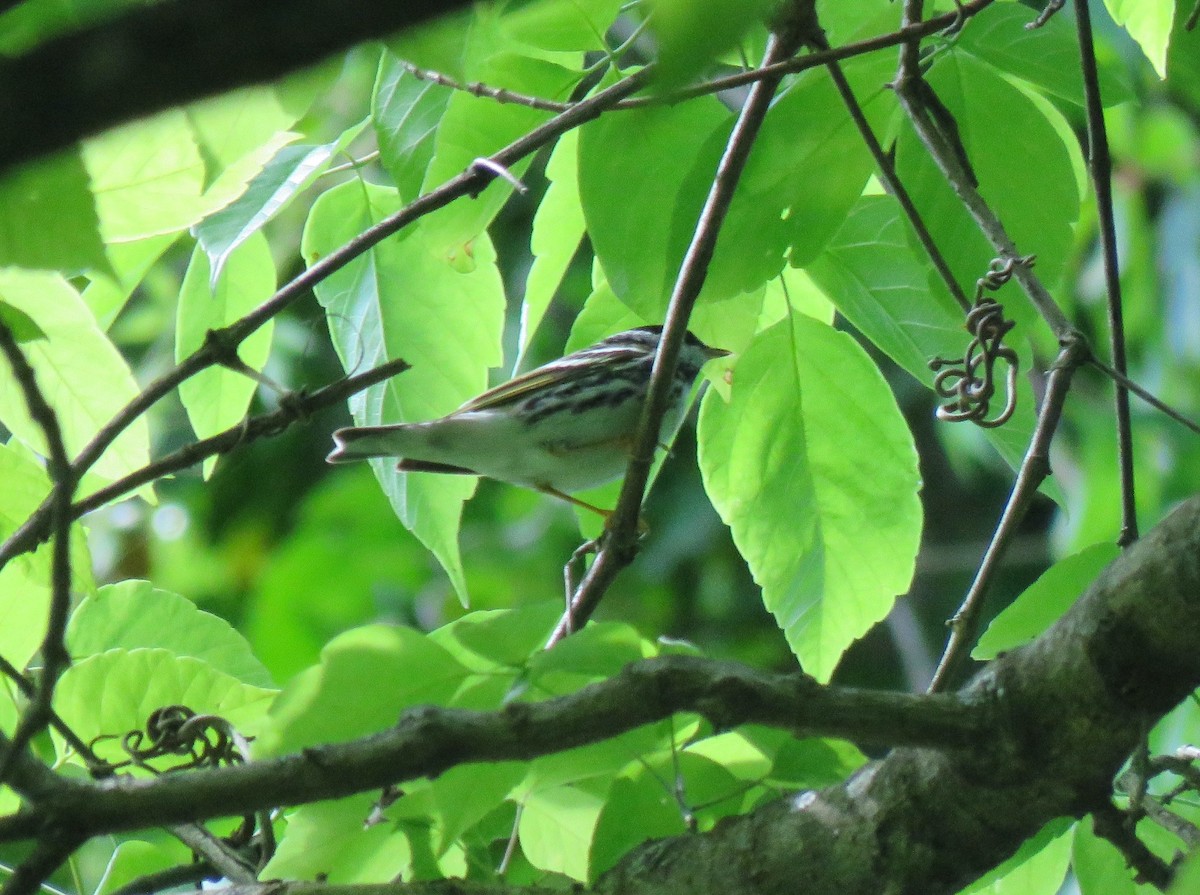 Blackpoll Warbler - Beniamino Tuliozi