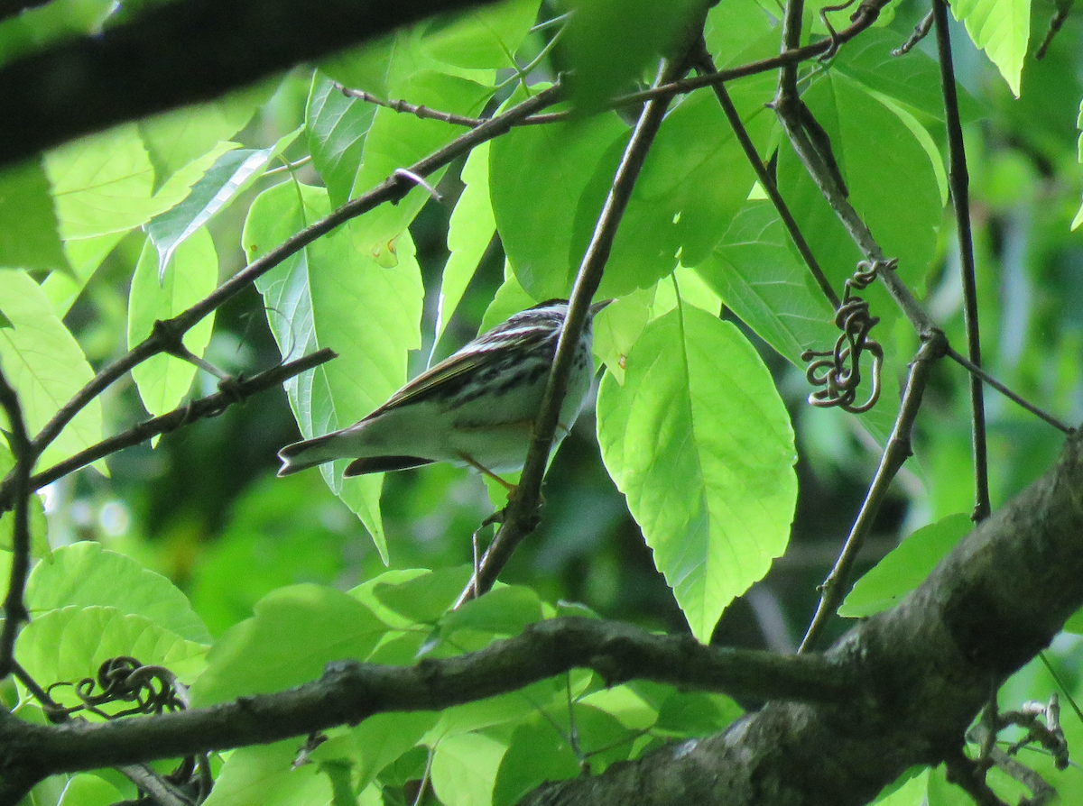 Blackpoll Warbler - Beniamino Tuliozi