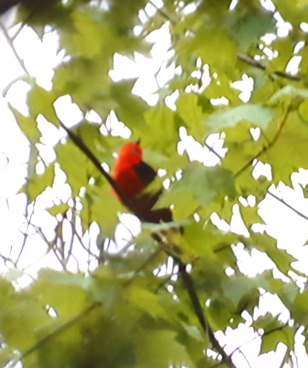 Scarlet Tanager - ML618827974