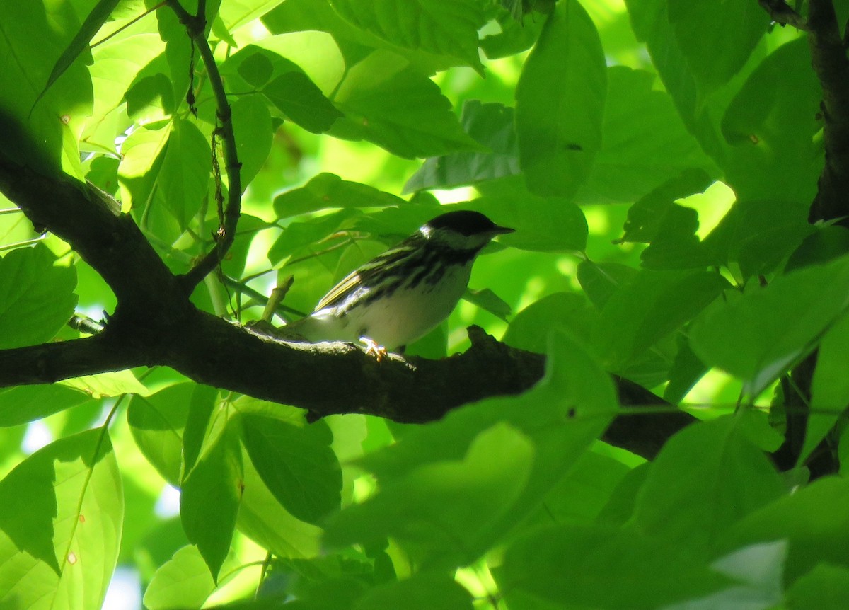 Blackpoll Warbler - Beniamino Tuliozi