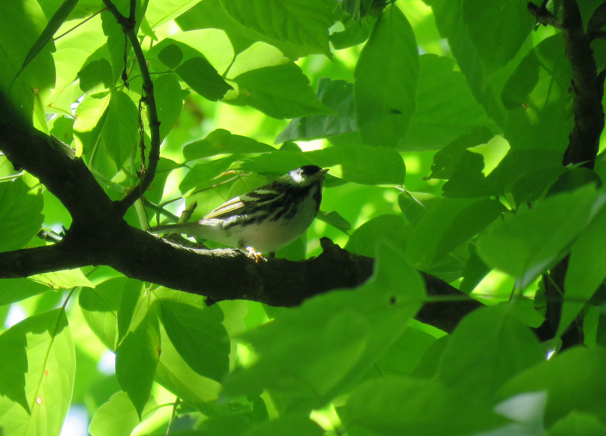 Blackpoll Warbler - Beniamino Tuliozi