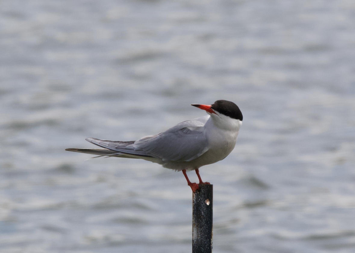 Common Tern - ML618827992