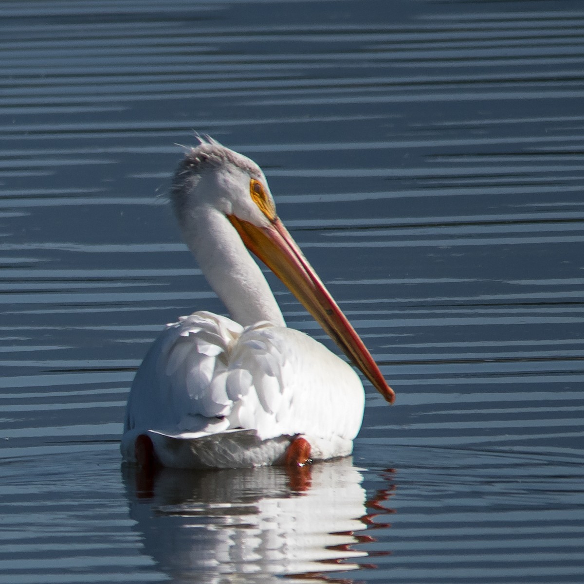 American White Pelican - ML618827999