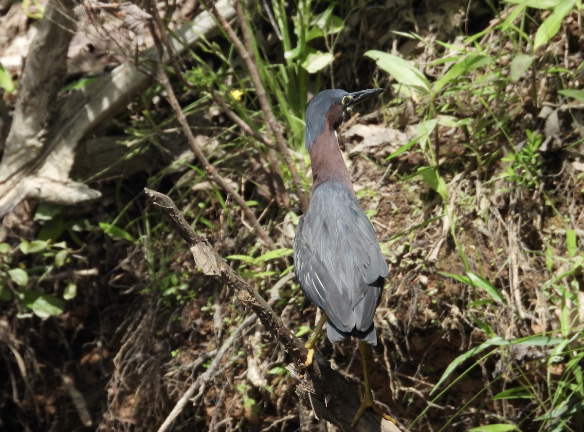 Green Heron - Patty McQuillan