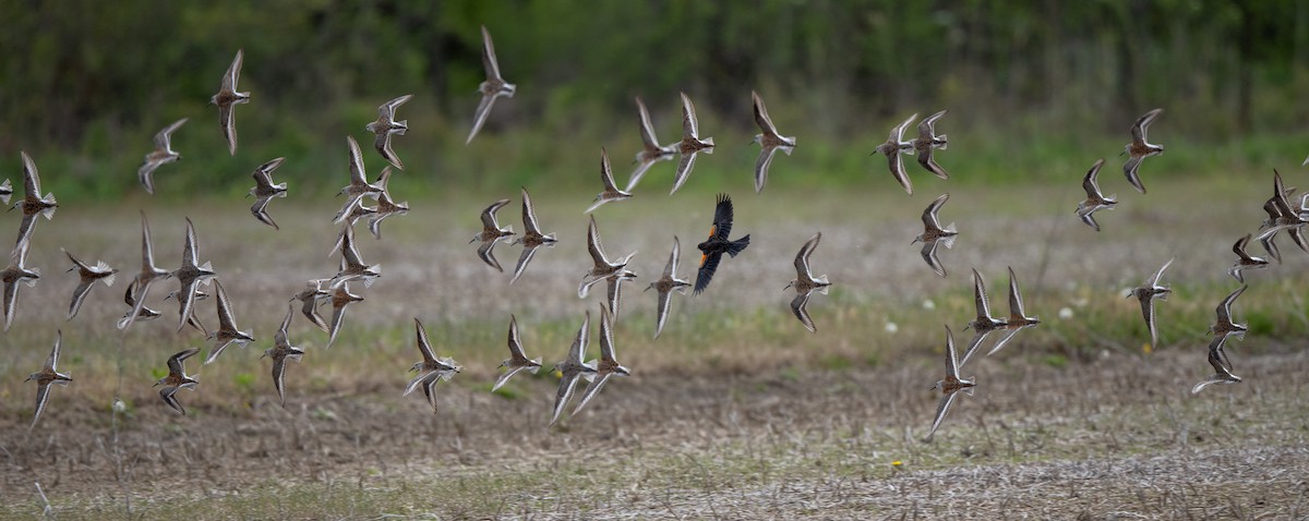 Dunlin - Marilyn White