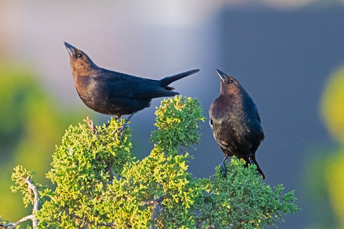 Brown-headed Cowbird - Nate Gowan