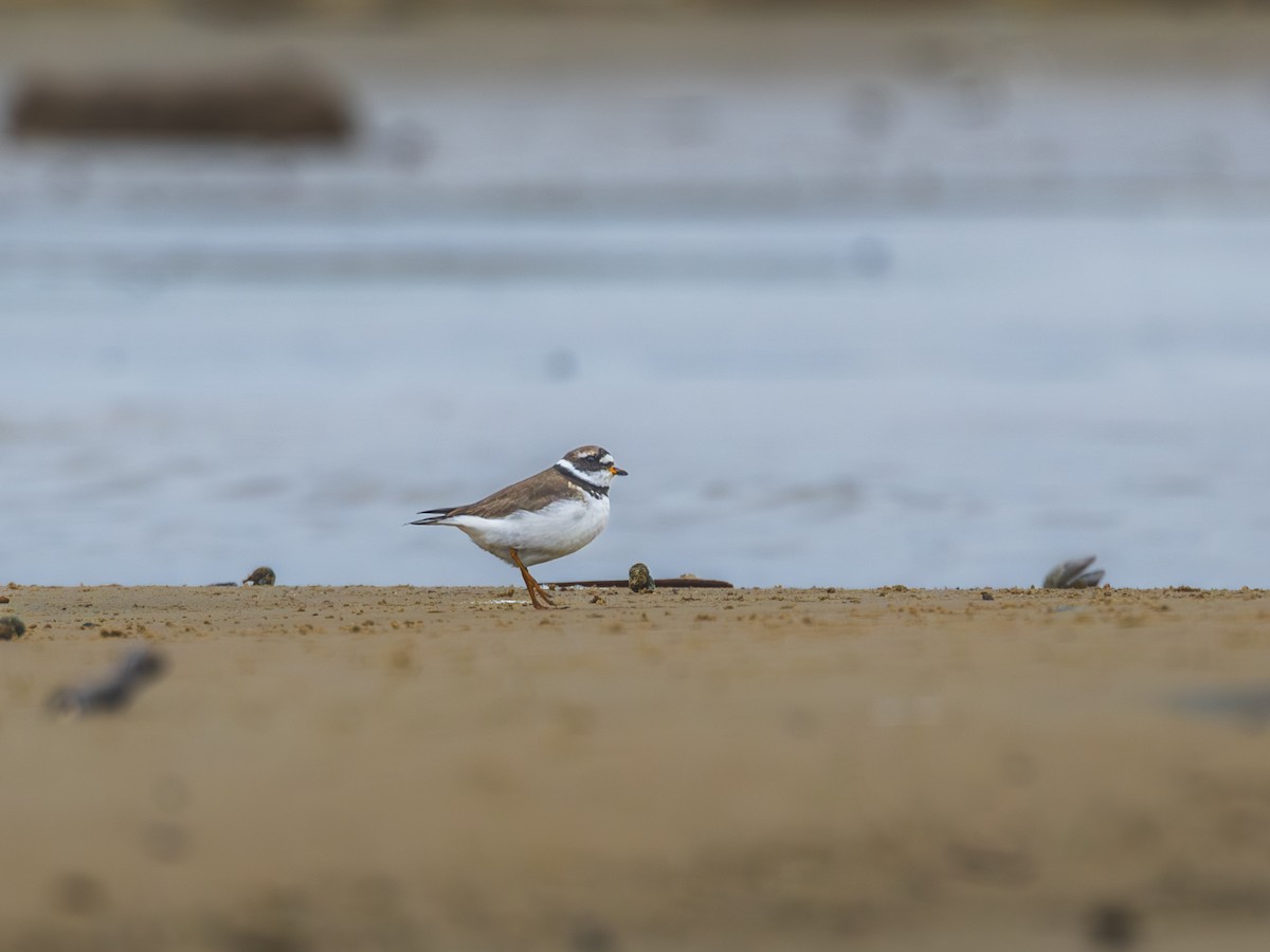 Common Ringed Plover - Aleksey Krylov