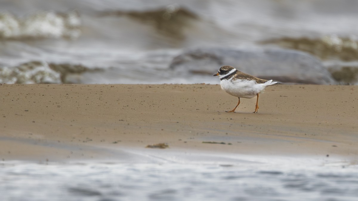 Common Ringed Plover - Aleksey Krylov