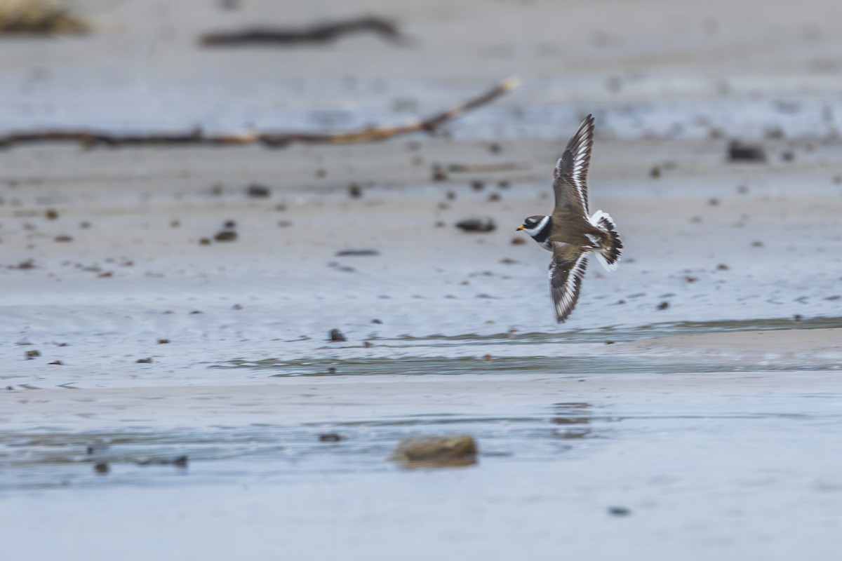 Common Ringed Plover - Aleksey Krylov