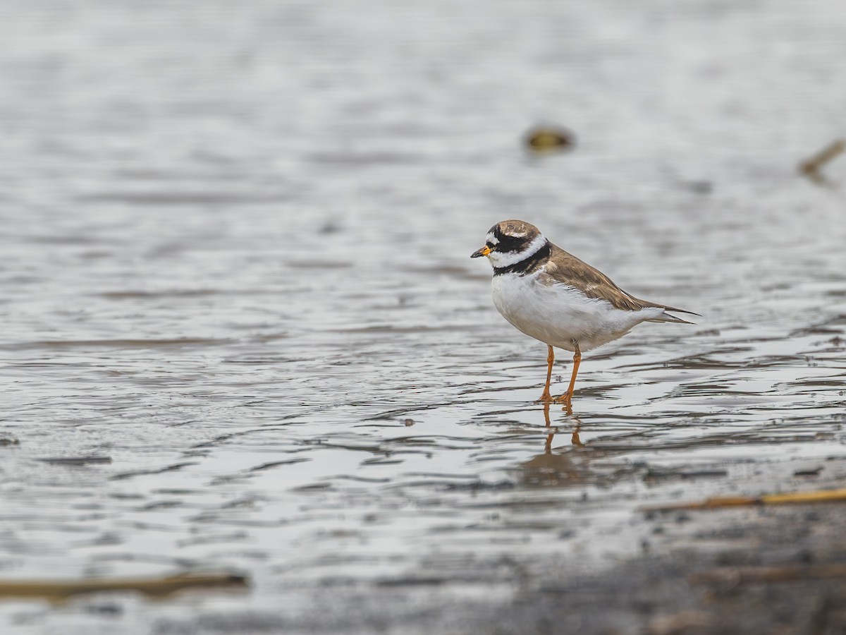 Common Ringed Plover - Aleksey Krylov