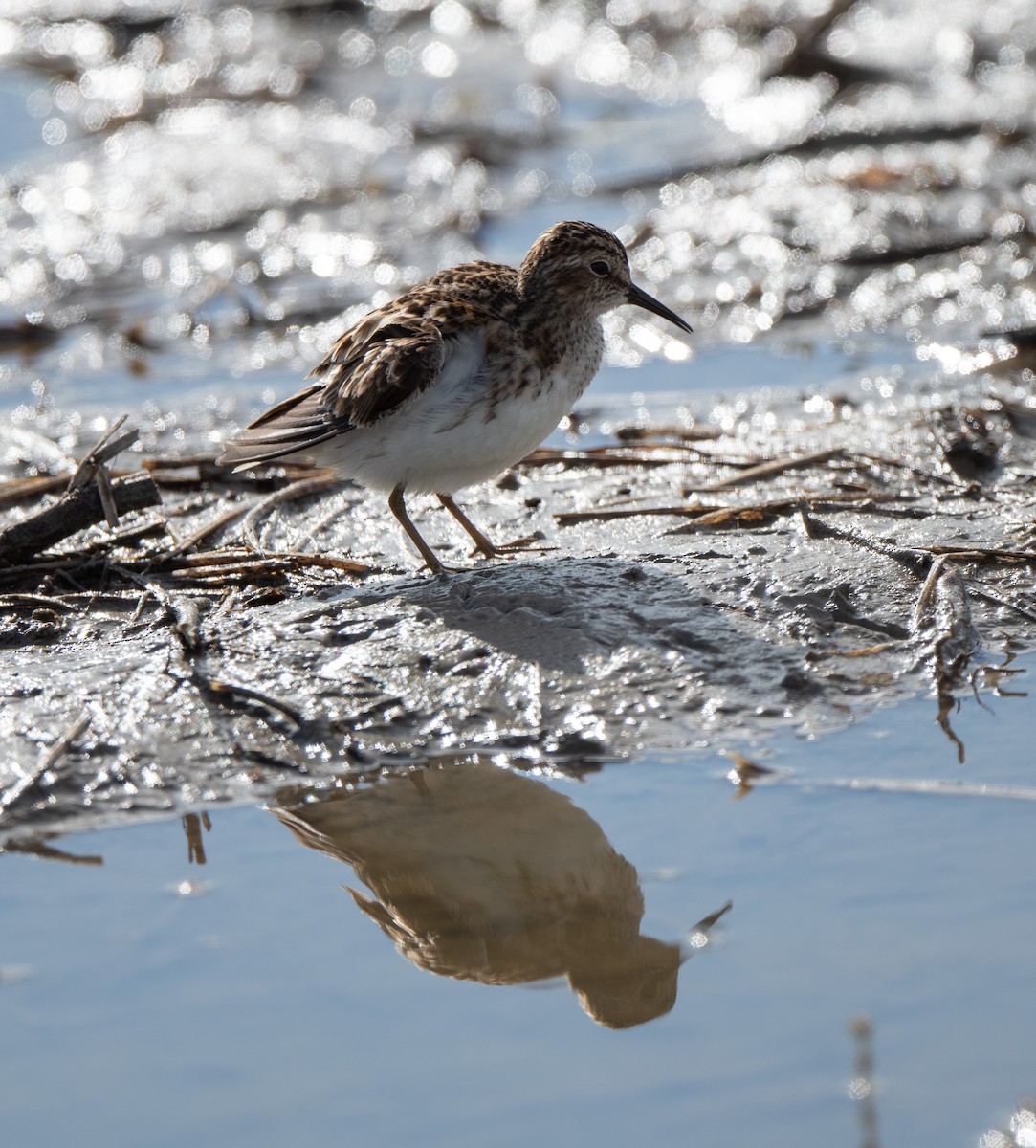 Least Sandpiper - Marilyn White