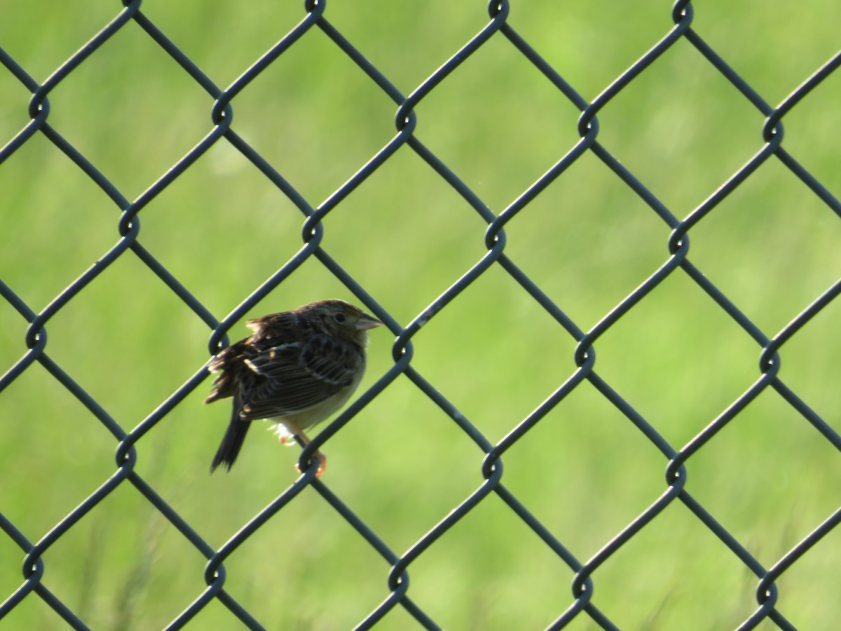 Grasshopper Sparrow - Randy Fisher