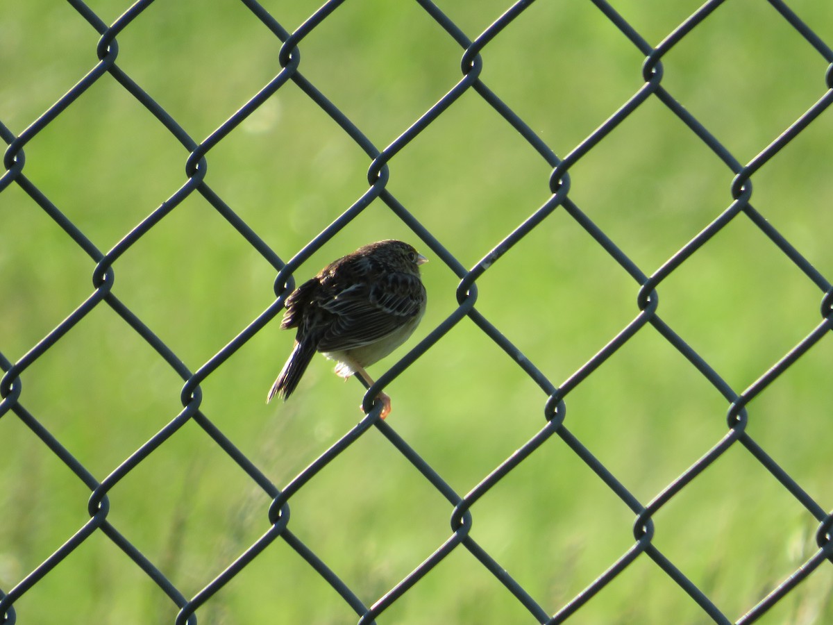 Grasshopper Sparrow - Randy Fisher